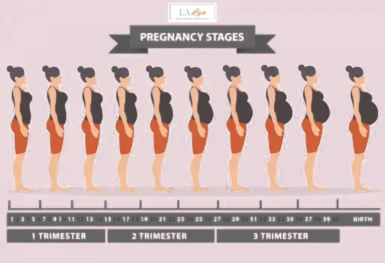First Trimester (Weeks 1–12): Early Changes You Might Not Notice Allesley